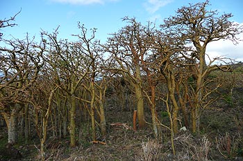 A grove of wiliwili trees, leafless under dry conditions